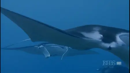 War Wrecks of the Coral Seas (2003)