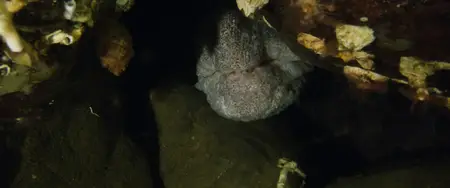 Octopus! S01E01