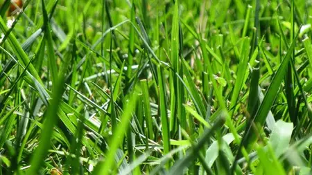 Beginner'S Guide To Lawn Care And Turfgrass Management