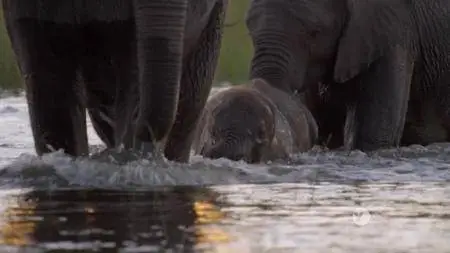 PBS NATURE - Naledi: One Little Elephant (2017)