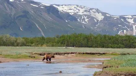 Bears (2014)
