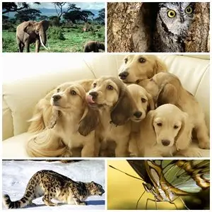 48 Great Wallpapers about Animals
