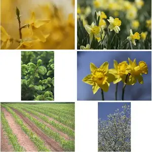 Comstock CS 283 Spring Time