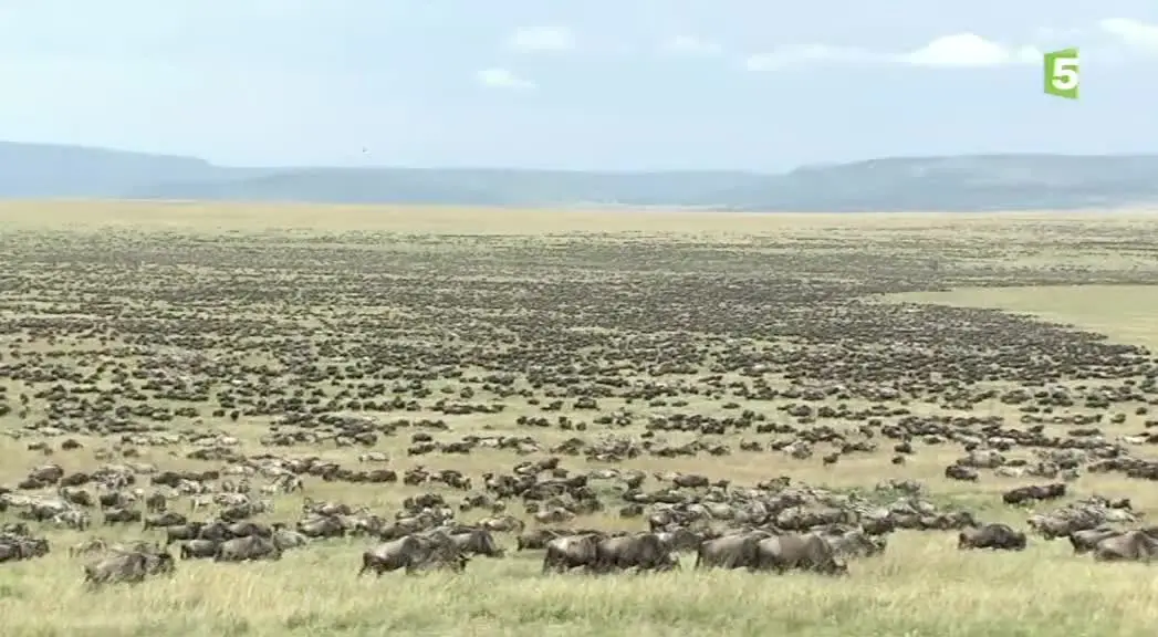 (Fr5) Guépards, la fraternité sauvage (2014)