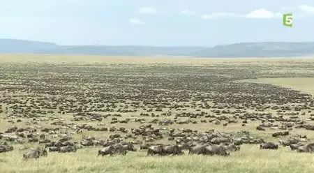 (Fr5) Guépards, la fraternité sauvage (2014)
