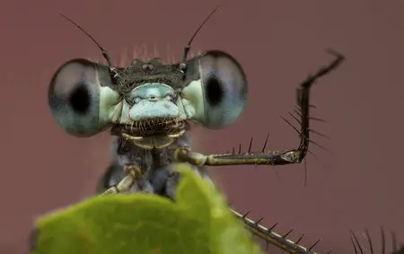Macro Wallpapers (part-10)
