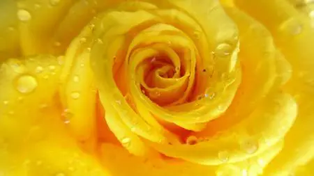 Herbalism :: Flower Essence Certificate