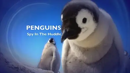 BBC - One Penguins Spy In The Huddle (2013)