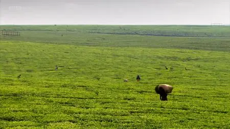 BBC - This World: The Tea Trail with Simon Reeve (2014)