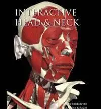 Primal Interactive Head and Neck Anatomy