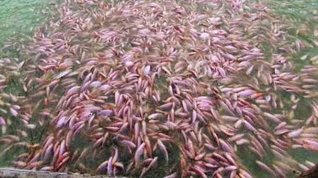 Biofloc Tilapia Farming: Sustainable Aquaculture