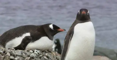 BBC - Our World 2016 The Penguin Watchers