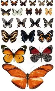 Butterflies and moths - a large collection of raster Clipart