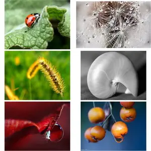 Wallpapers Macro. Set 3