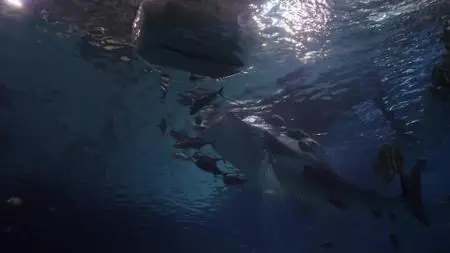 The Aquarium S02E08