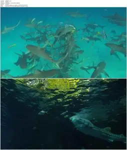 Shark Divers - Dokumentation (2011)