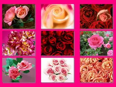 14 Roses Wallpapers