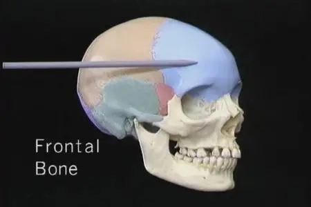 Atlas of Human Anatomy in 3D(Disc 4 of 6: The Head and Neck, part 1)