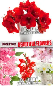 Beautiful flowers - UHQ Stock Photo