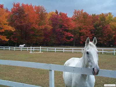 Horses - Desktop Wallpapers