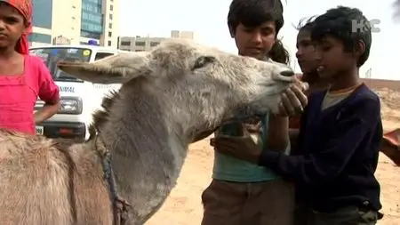 Horse and Country - Saving the Slumdog Donkeys (2009)