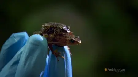 Smithsonian Channel - Mission Critical: Amphibian Rescue (2010)