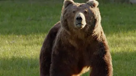 Bears (2014)
