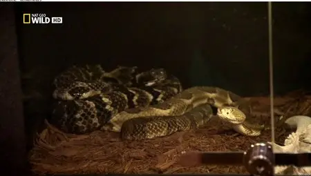 National Geographic Wild - Snake Underworld (2012)