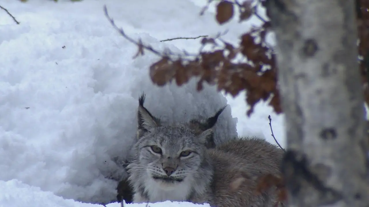 Water Life: Episode 10 - Protective Water / Mundos de agua / Водная жизнь. Серия 10 - Вода-защитница (2008)