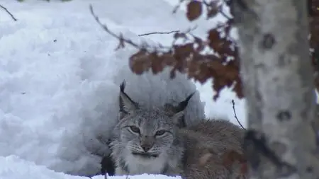 Water Life: Episode 10 - Protective Water / Mundos de agua / Водная жизнь. Серия 10 - Вода-защитница (2008)