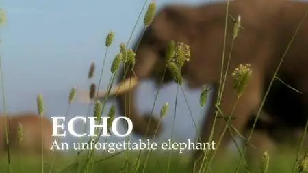 BBC Natural World - Echo: An Unforgettable Elephant (2010)