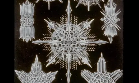 Proteus: A Nineteenth Century Vision (2004)