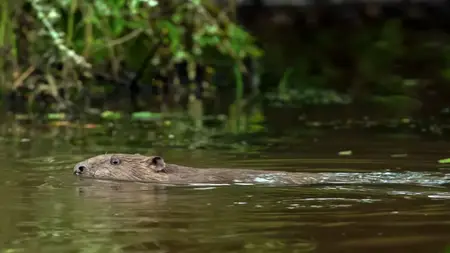 Wild Britain S01E05