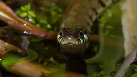 Wild Britain S01E05