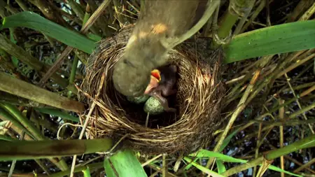 Wild Britain S01E05