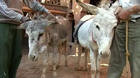 Horse and Country - Saving the Slumdog Donkeys (2009)