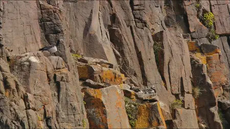 Wild Scandinavia / Wildes Skandinavien / Дикая природа Скандинавии (2011) 