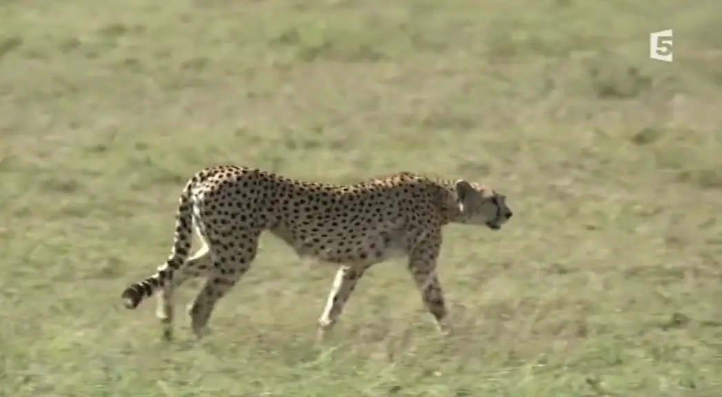 (Fr5) Guépards, la fraternité sauvage (2014)