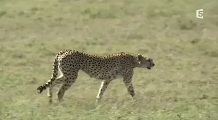 (Fr5) Guépards, la fraternité sauvage (2014)
