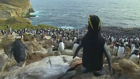 BBC - One Penguins Spy In The Huddle (2013)