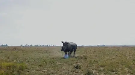 Trophy (2017)