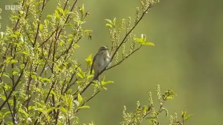 BBC - Springwatch: Scottish Adventure (2019)