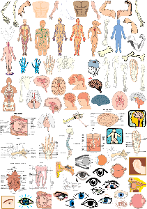 Human Anatomy-over 200 vector Illustrations