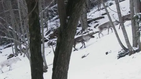 Water Life: Episode 10 - Protective Water / Mundos de agua / Водная жизнь. Серия 10 - Вода-защитница (2008)