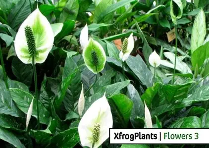 XfrogPlants | Flowers 3 Library vol.2
