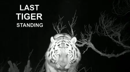 Discovery Channel - Last Tiger Standing (2014)