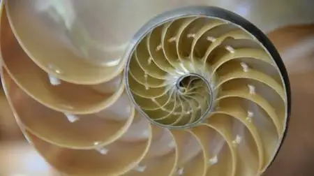 Biomimicry Basics: How To Innovate Using Nature Strategies