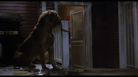 Turner & Hooch (1989)