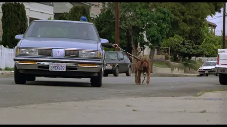 Turner & Hooch (1989)