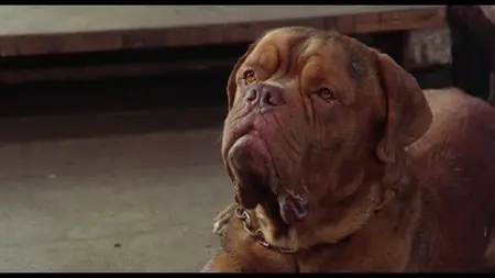 Turner & Hooch (1989)